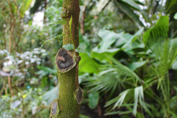 Dżungla Jungle las deszczowy detal green zieleń wyprawa journey - obrazy, fototapety, plakaty