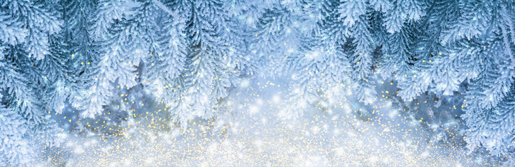 Beautiful fir tree covered snow, closeup. Winter Christmas greeting card panoramic background, copy space. Holiday spruce branches landscape, falling snowflakes. Nature panorama. Soft blue toned