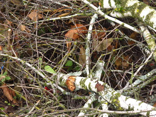 dumped in a pile of birch branches in the fall