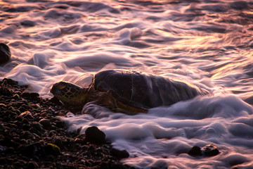Sea turtle on a lava beach during sunset