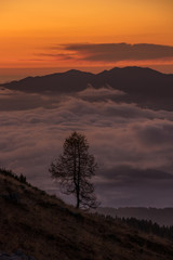 Larch tree with sunrise from Bohinj mountain