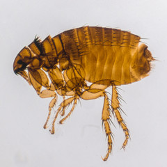 Brown Flea into a microscope on a white background