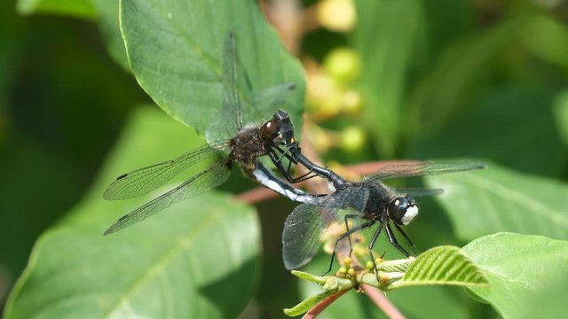 Macro close-up dragonfly orgasm. A pair of dragonfly in the wheel position as they mate in the wild.