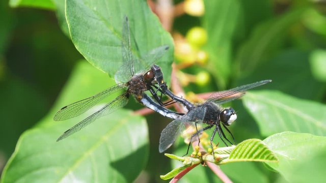 Macro close-up of dragonflies mating in the wild.