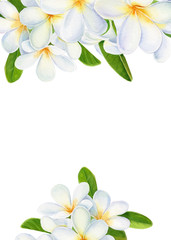 Fototapeta na wymiar summer tropical flowers, plumeria on isolated white background, watercolor illustration, hand drawing