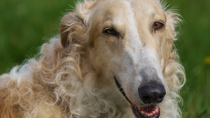 Fototapeta premium Portrait of russian borzoi dog on a green and yellow field background. Greyhound.