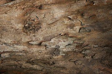 Wooden Bark Texture Background , Wallpaper