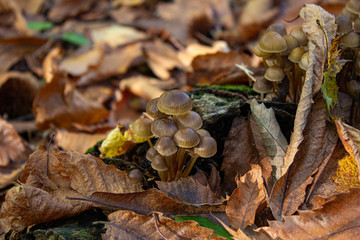 Famiglia di funghi nel bosco