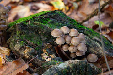 Gruppo di funghi su un vecchio tronco