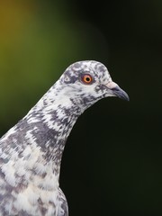 Curious pigeon bending head forward