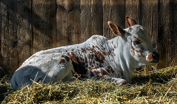 Portrait of zebu nano calf on the heap of hay in its enclosure