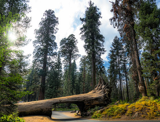 Classic panoramic view of famous Tunnel Log with Crescent Meadow Road and mammoth redwoods in Giant Sequoia Forest on a beautiful moody cloudy day, Sequoia National Park, California, USA