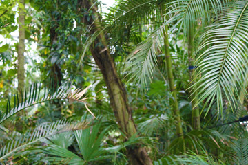 Las tropikalny dżungla jungle rainforest las deszczowy zieleń