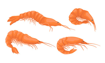 Set of fresh realistic shrimp. Vector illustration.