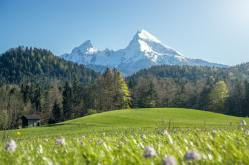 Beautiful view of idyllic alpine scenery with blooming meadows and snow capped Watzmann mountain peaks on a sunny day with blue sky in springtime, Nationalpark Berchtesgadener Land, Bavaria, Germany
