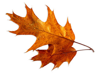 Coppia di foglia su sfondo bianco