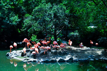 Obraz premium フラミンゴ