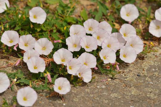 Acker-Winde (Convolvulus arvensis)
