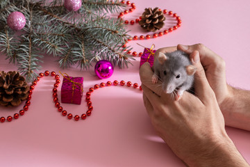 Blue spruce on a green background with Christmas toys. Gray rat in the hands of a young man. Symbol of the new year