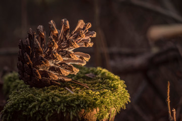 pine cone for the new year in the forest