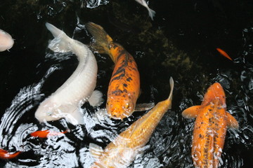 Karp Koi ryba kolorowe pomarańczowe białe w wodzie z góry - obrazy, fototapety, plakaty