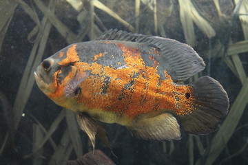 Ryba tropikalna tropical fish orange  - obrazy, fototapety, plakaty