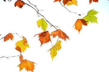 Fototapeta premium autumn leaves on white background