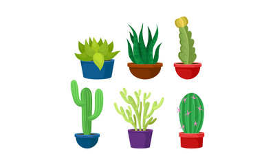 Colorful Cactuses Growing in a Pot Vector Set