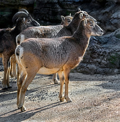 Moufflon female. Latin name - Ovis aries orientalis