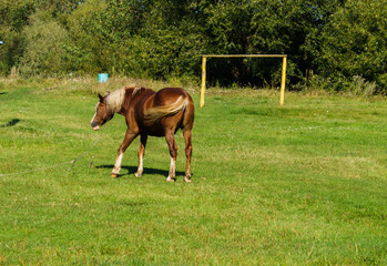 A beautiful, stately horse grazes on a football field.
