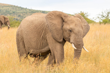 Fototapeta na wymiar Elephant ( Loxodonta Africana) walking through the grassland, Pilanesberg National Park, South Africa.