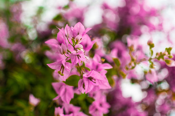 Obraz premium purple bougainvillea flower