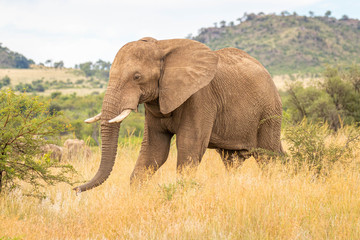 Elephant ( Loxodonta Africana) walking through the grassland, Pilanesberg National Park, South Africa.