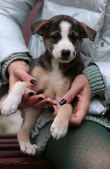 The girl sits on a bench and holds in her hands a small puppy, dark color with a black and white face. A homeless puppy in a veterinary clinic.