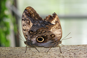 Fototapeta premium Two brown butterflies mating on a log