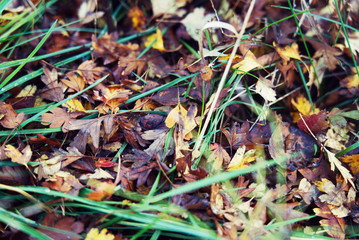 Texture: autumn leaves and green grass. Many patterns.