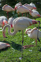 Greater flamingo near the pond. latin name - Phoenicopterus roseus