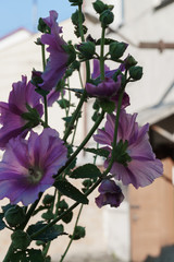 Delicate pink mallow flowers in a city park.