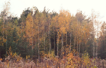 Deciduous forest in autumn.	