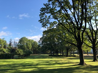 trees in the park