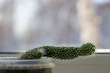 cactus on the windowsill near the window.