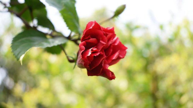 Hibiscus multipetal flower with leaves
