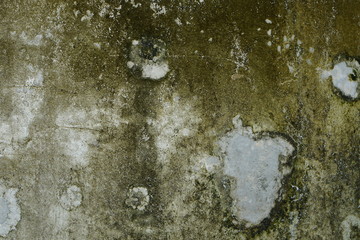 lichens. Rock surface with lichen and moss texture. Nature colors abstract background.