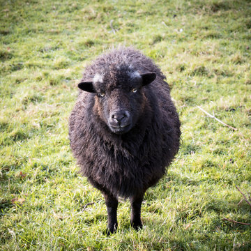 59 Best Mouton Noir Images Stock Photos Vectors Adobe Stock