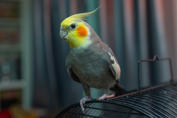lovely cockatiel 
