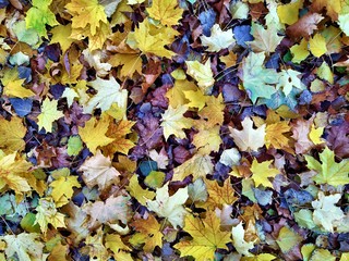 Dry leaf on ground. leafs cover surface. Beautiful nature color from green to red or orang