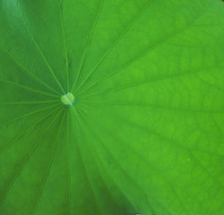 Fototapeta na wymiar The green leaf lotus