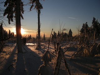 Obraz premium Christmas winter landscape,snowy trees at sunset,fresh powder snow ,trees with rime,mountain forest,forest clearing behind a fence,blue sky in background. .