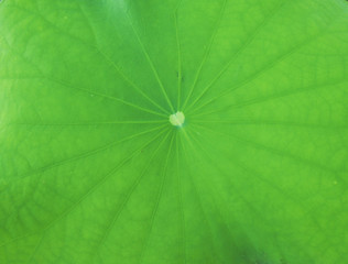 Fototapeta na wymiar The green leaf lotus