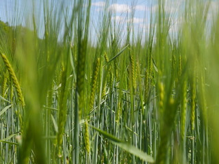 Weizen wheat